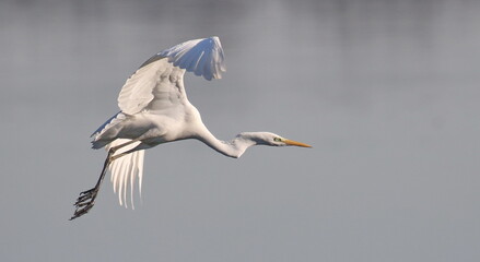 Obraz premium Great white egret in fly, Ardea alba