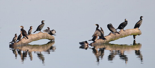 Cormorant flock, Pygmy Cormorant, European shag, Great Cormorant 