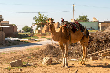 Camel in hot day  and Harran houses in the Harran village in background, Sanliurfa, Turkey