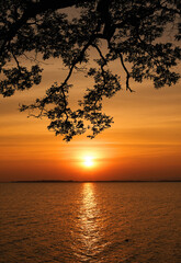Fototapeta na wymiar silhouette scenic of tree and sea