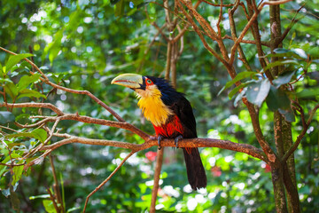 Fototapeta premium Bird with huge beak