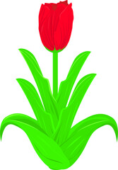 red tulip flower
