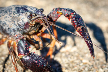 Face to face with a Crayfish along the Shadow Creek Ranch Nature Trail in Pearland, Texas!