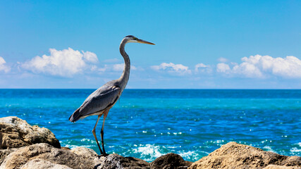 Heron standing on the cliffs and looking towards the ocean