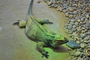 iguana on the rock