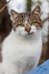 primo pino di gatto europeo