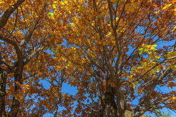 Autumn colored oak leaves in autumn, Collepietra - Steinegg, South Tyrol, Italy. Concept: autumn landscape in the Dolomites