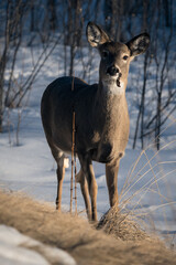Deer in winter landscape. White-tailed deer (Odocoileus virginianus) in the snow at sunset portrait. Deer eating leaves and looking at the camera 