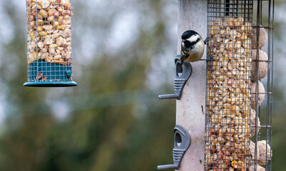 a bird in a feeder