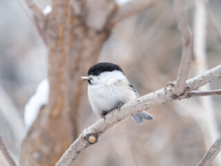 Cute bird the willow tit, song bird sitting with seed on a branch in the winter.
