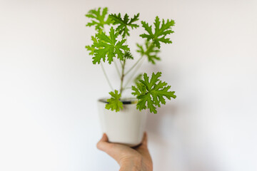 Pelargonium graveolens green plant close up 