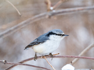 Eurasian nuthatch or wood nuthatch, lat. Sitta europaea, sitting on a tree trunk with a blurred background.