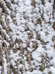 Relief texture of the bark of an old maple tree with moss and snow