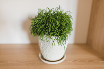 Rhipsalis Cassutha plant in a white pot 