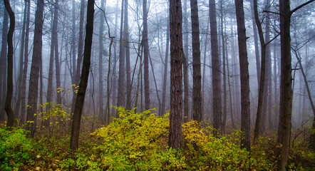 misty autumn forest in the morning 