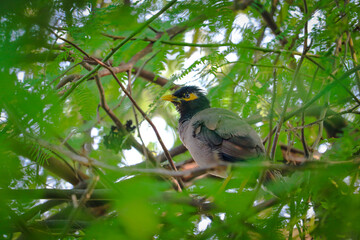 A common myna hiding behind the wild grass in India forest with the nice bokeh and focus only on myna eyes.