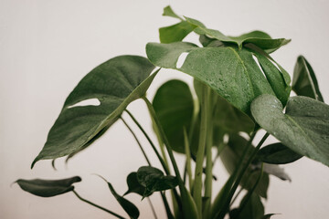 Closeup of indoor Monstera houseplant