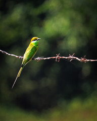 Green bee-eater sitting on wire with green background.