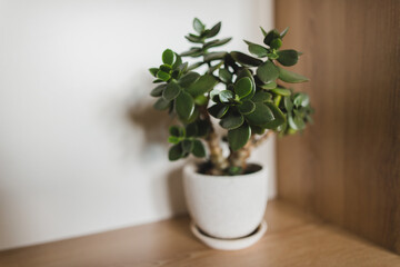 crassula jade plant in a white pot 