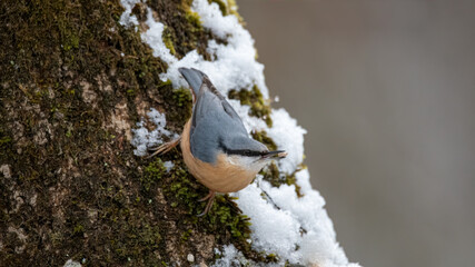 Kleiber, bird, natur, wild lebende tiere, tier, baum, ast, wild, schnabel, gering