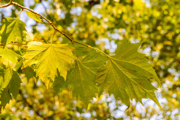 detail of platanus hispanica leafs with blurred background