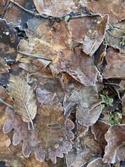 The landscape of a carpet of frozen leaves