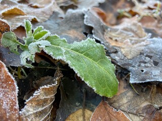 The landscape of a carpet of frozen leaves