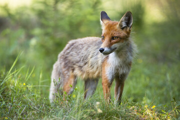 Red fox, vulpes vulpes, watching on grassland in summertime nature. Fured mammal observing on green meadow in spring. Wild orange animal standing in fresh forest.