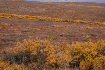 the wild live in alaska