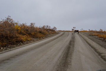 the wild live in alaska