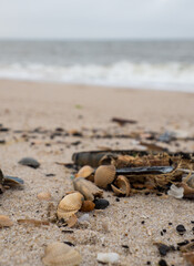 Close up of Seashells on a north sea beach