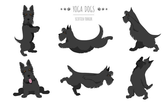 Yoga dogs poses and exercises. Scottish terrier clipart