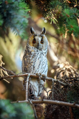 Owl sit in a tree and looking on the the camera