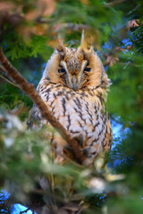 Owl sit in a tree and looking on the the camera