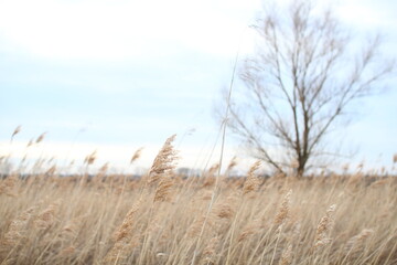 Fototapeta premium Winter landscape with reed and tree
