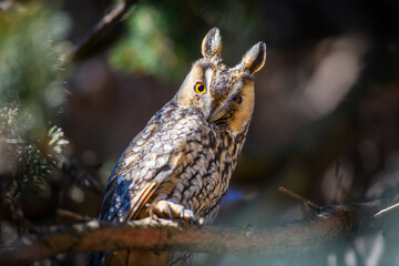 Owl sit in a tree and looking on the the camera