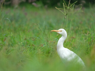 A common grey heron hiding behind a the wild grass in India forest with the nice bokeh and focus only on heron eyes.