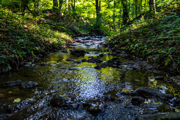 river in the green spring forest 