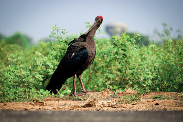 Red-naped Ibis Finding food in morning