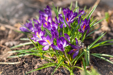 Purple primroses with green leaves on bare ground.