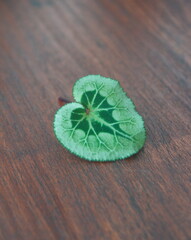 Leaves on cyclamen,  perennial flowering plants in the family Primulaceae