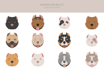 American bully dogs set. Color varieties, different poses. Dogs infographic collection