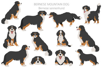 Bernese mountain dog infographic. Different poses, Bernese sennenhund puppy - obrazy, fototapety, plakaty