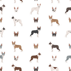 Boston terrier seamless pattern