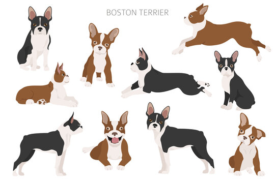 Boston terrier clipart. Different poses set. Adult and boston terrier puppy