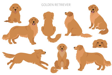 Golden retriever dogs in different poses and coat colors. Adult goldies and puppy set - obrazy, fototapety, plakaty