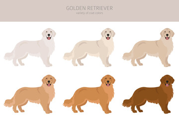 Golden retriever dogs in different poses and coat colors. Adult goldies and puppy set