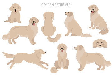 Golden retriever dogs in different poses and coat colors. Adult goldies and puppy set