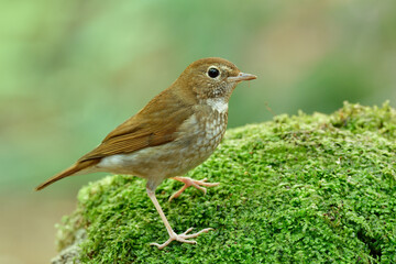 lovely brown bird has stripe chest proudly standing on gree mossy rock over fine green background