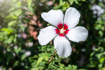 White flowers of Hibiscus grandiflorus, the swamp rosemallow.
